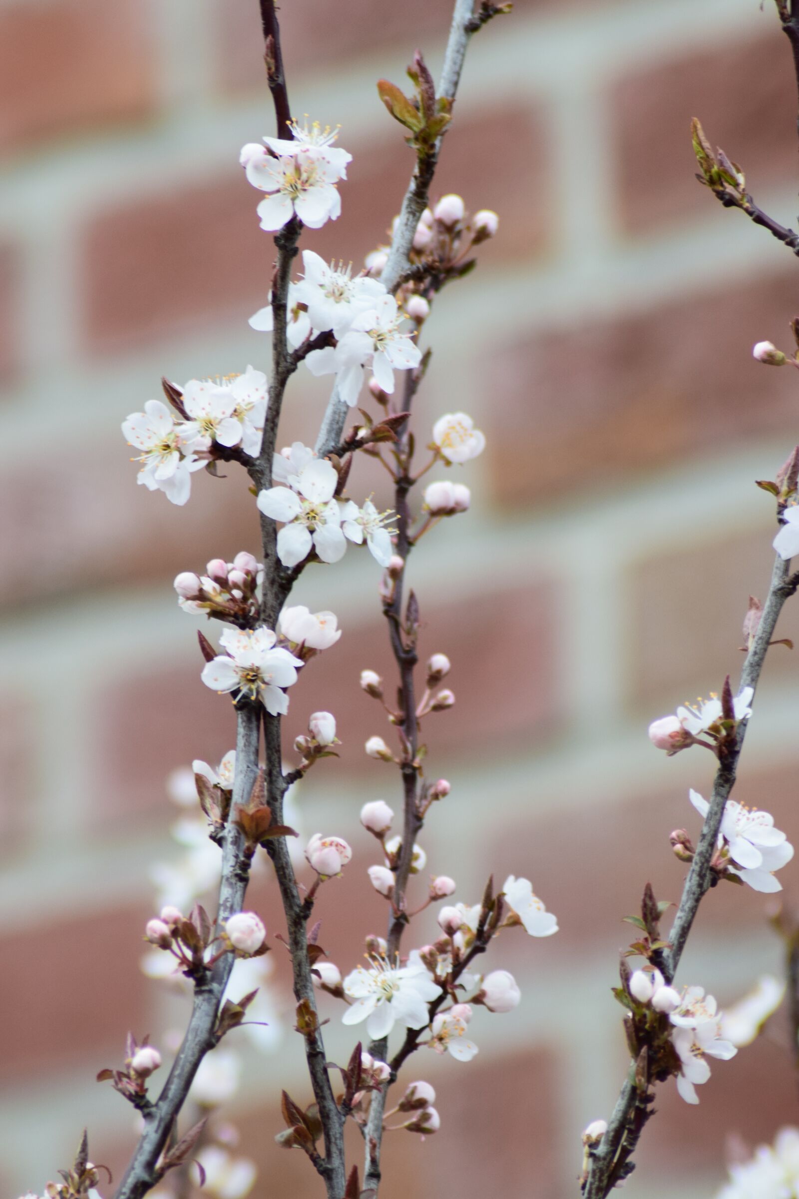 Nikon D5300 sample photo. Flower, tree, nature photography