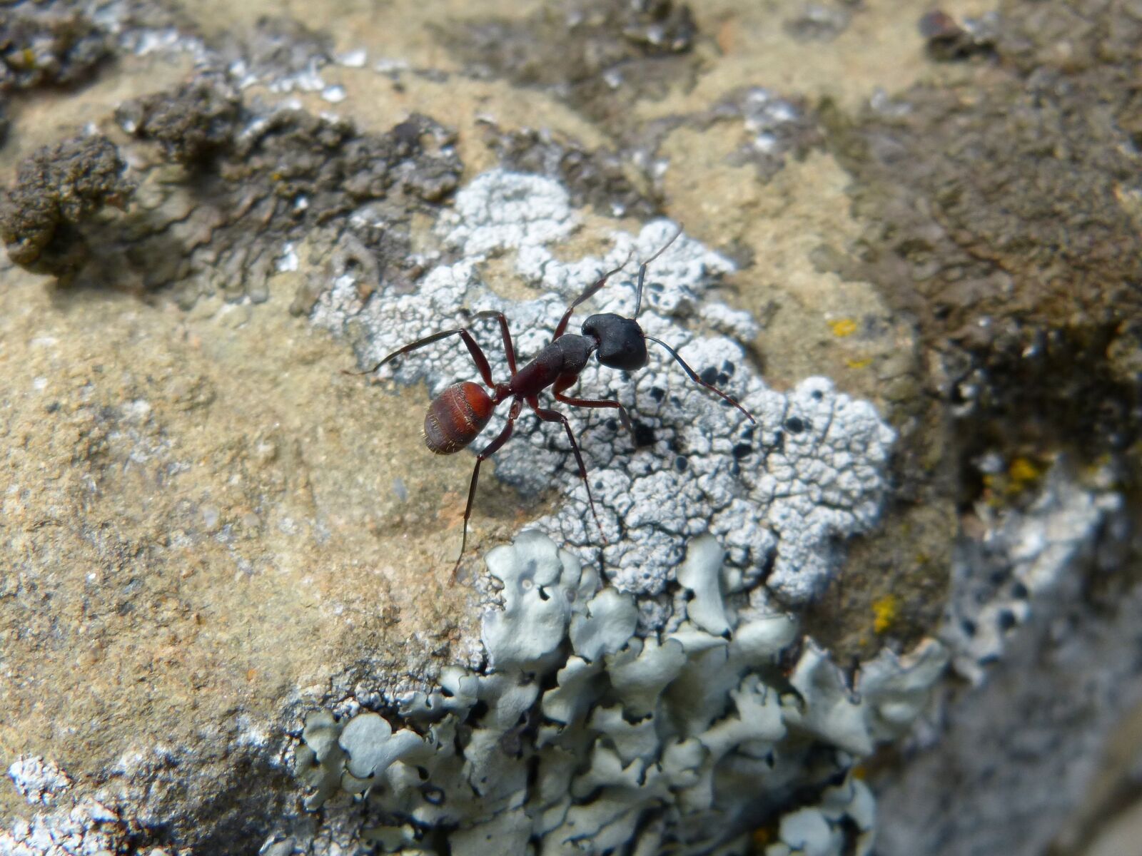 Panasonic DMC-FZ62 sample photo. Ant, insect, detail photography