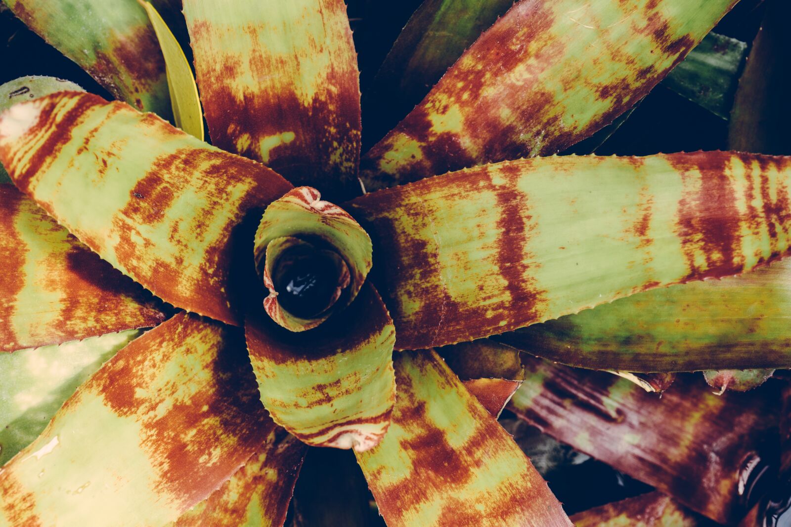 Sony a7 II + Sony FE 28-70mm F3.5-5.6 OSS sample photo. Botanical, botany, garden photography