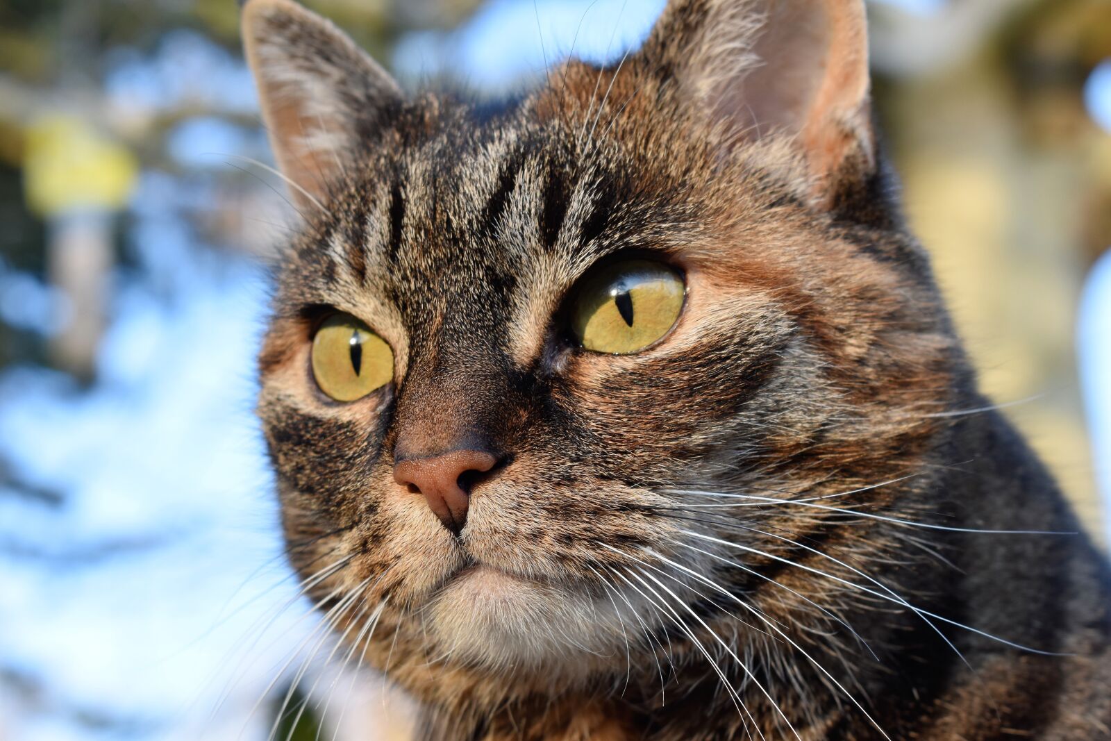 Nikon D5500 sample photo. Cat, mackerel, view photography