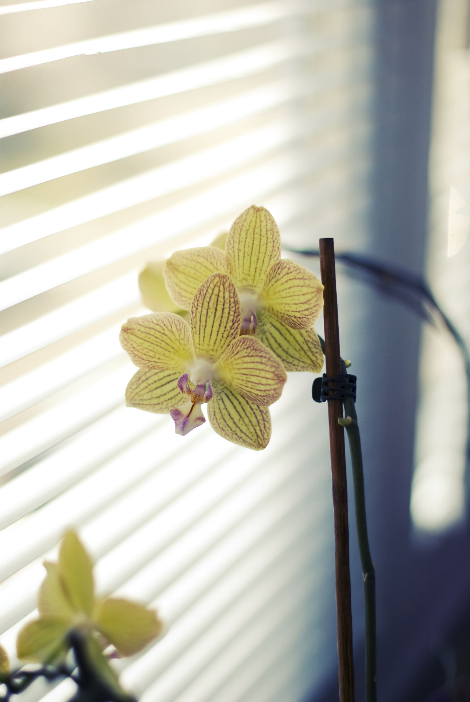 Nikon D60 sample photo. Closeup, flower, flowers, orchid photography