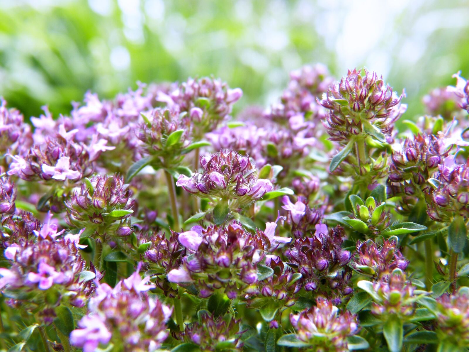 Panasonic Lumix DMC-FZ150 sample photo. Sand thyme, thyme, pink photography