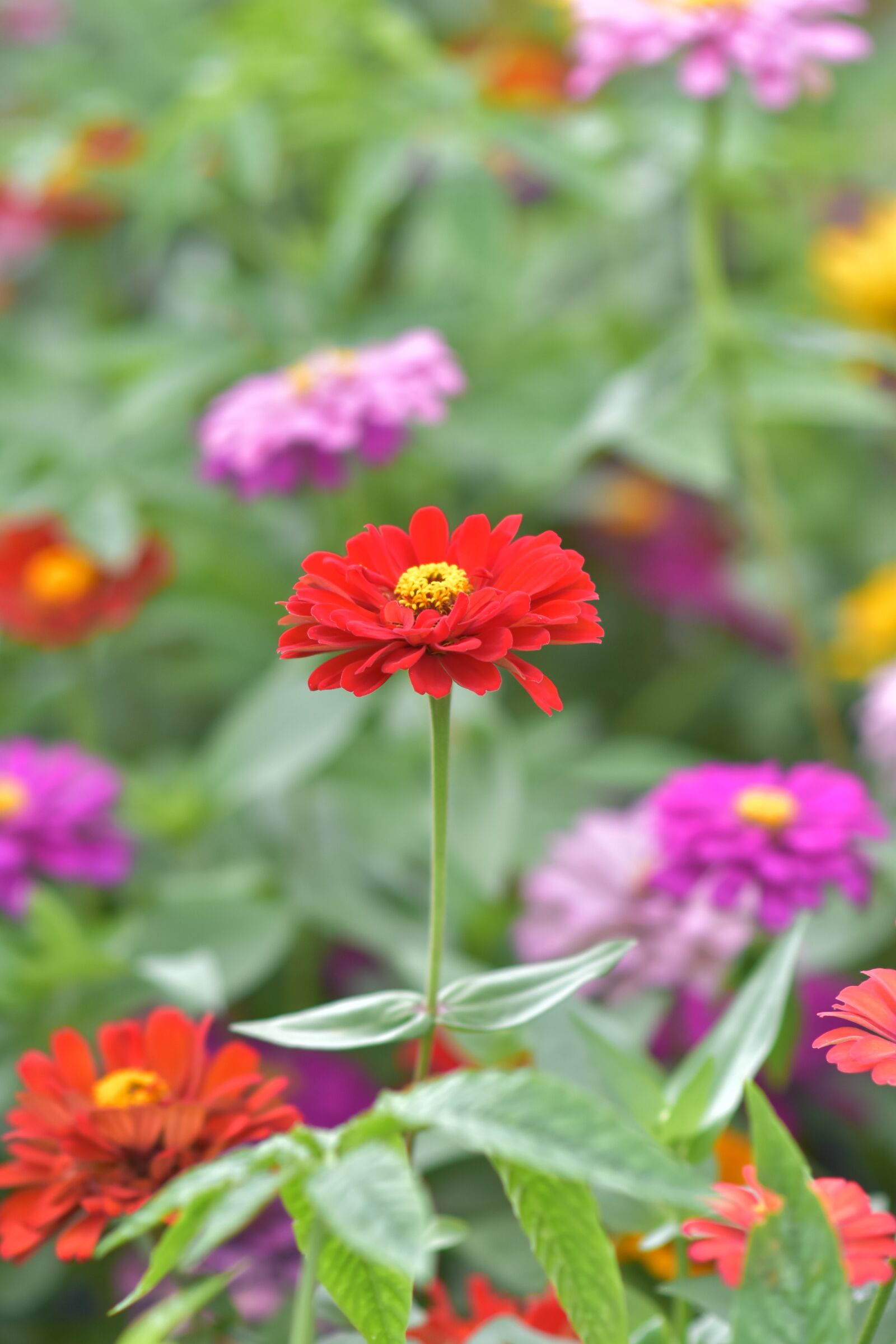 Nikon D7200 sample photo. Wooden chrysanthemum, summer, blooming photography