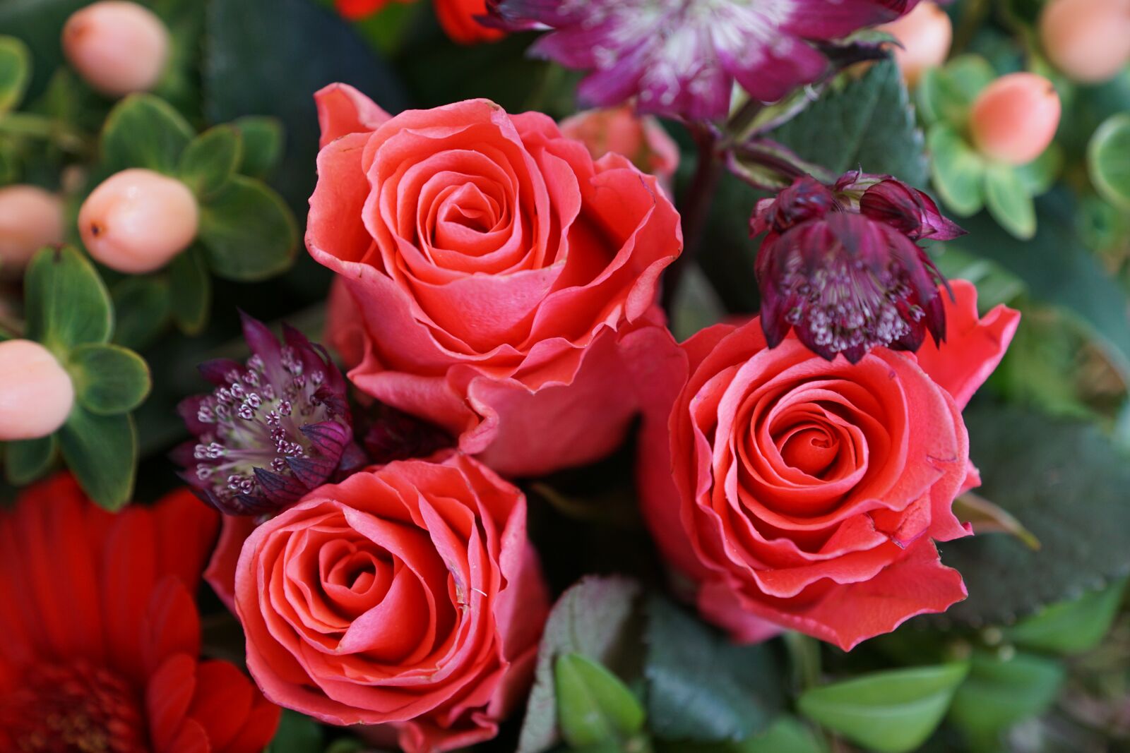 Sony DT 16-50mm F2.8 SSM sample photo. Roses, flowers, strauss photography