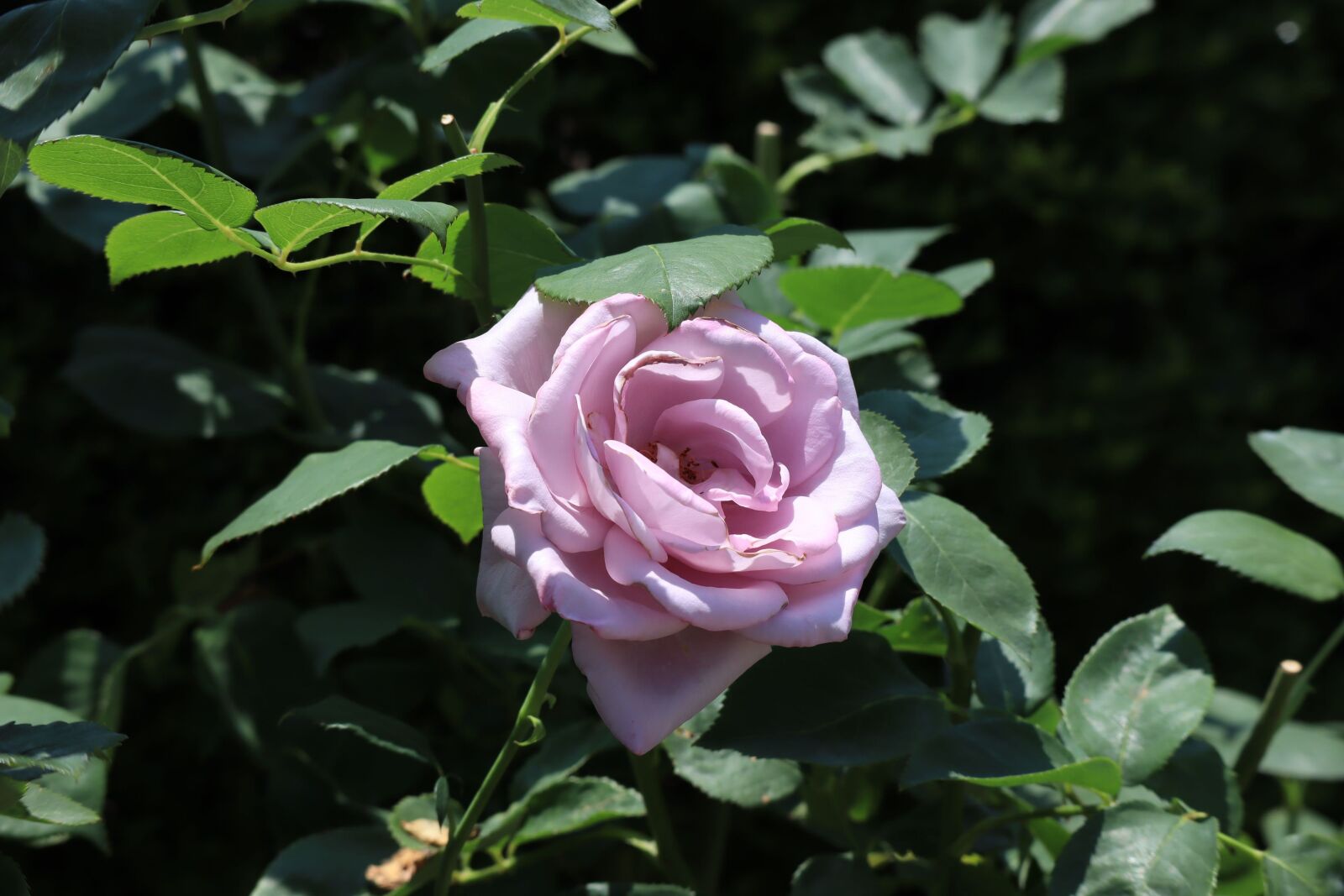 Canon EOS M50 (EOS Kiss M) sample photo. Natural, flowers, rose photography