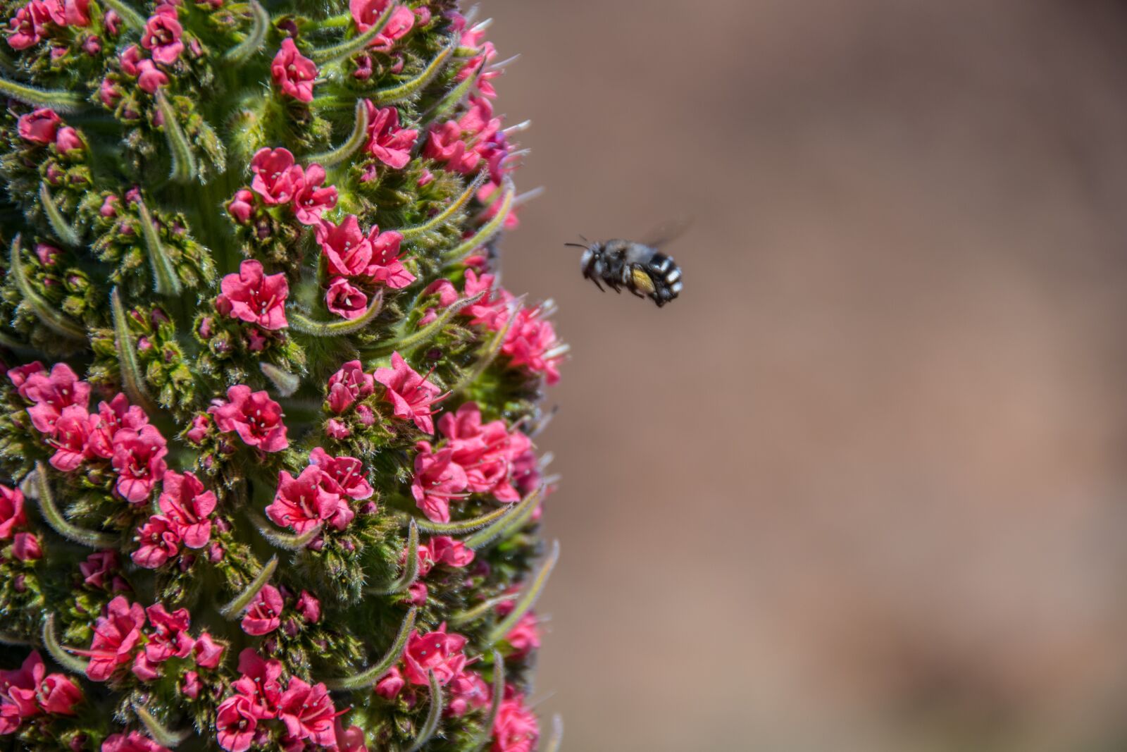 Nikon D5500 sample photo. Tajinaste tenerife, plant, canary photography