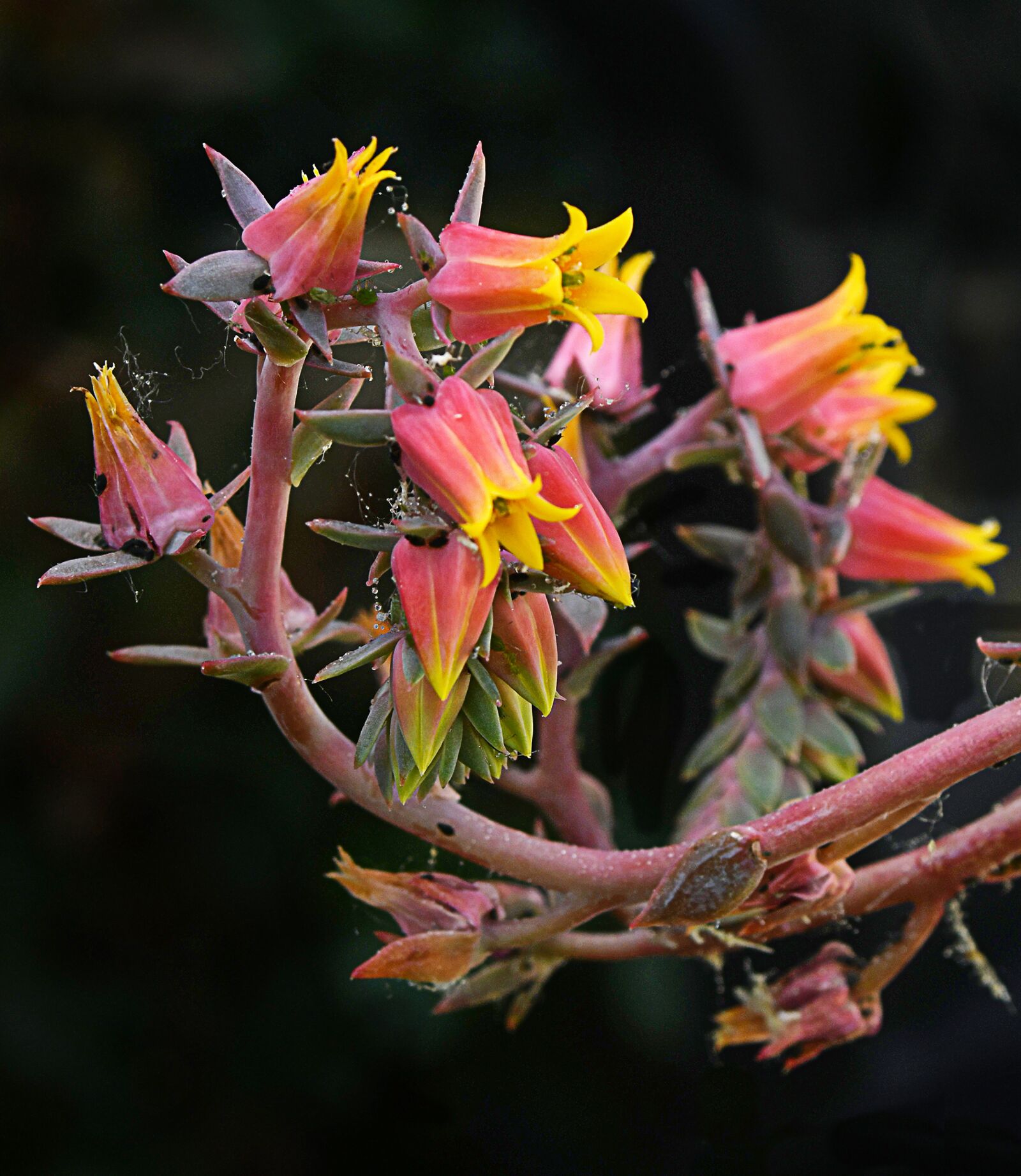 Nikon D850 sample photo. Flowers, cactus, nature photography