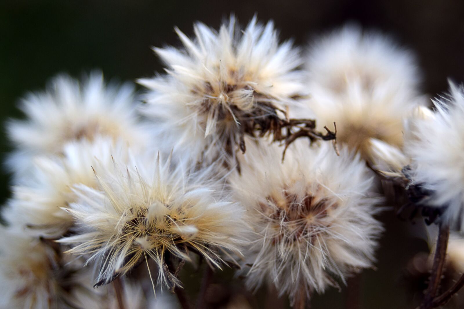 Nikon D3300 sample photo. Nature, autumn, forest photography