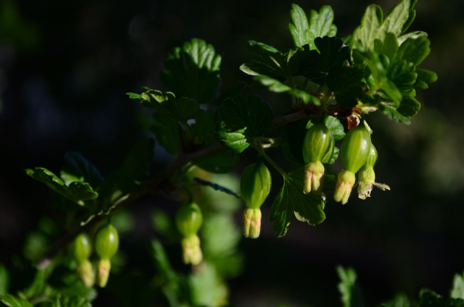Nikon D5100 sample photo. Gooseberry, green, berry photography