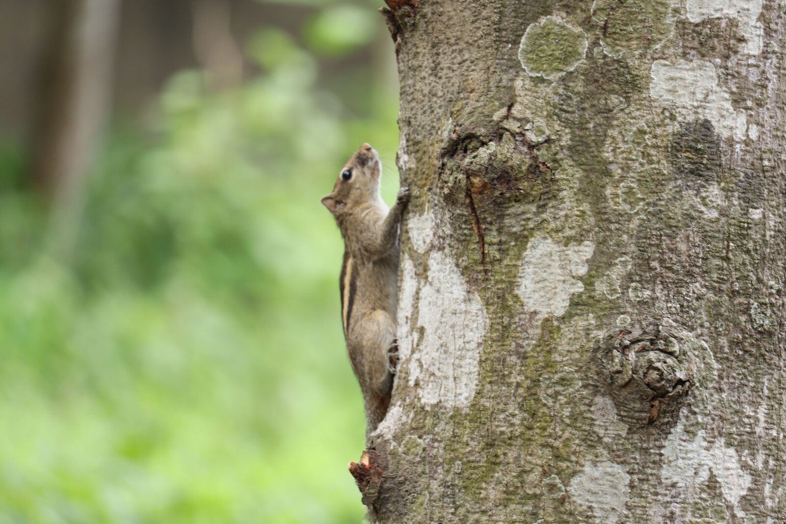 Canon EOS 250D (EOS Rebel SL3 / EOS Kiss X10 / EOS 200D II) sample photo. Squirrel, nature, outdoor photography