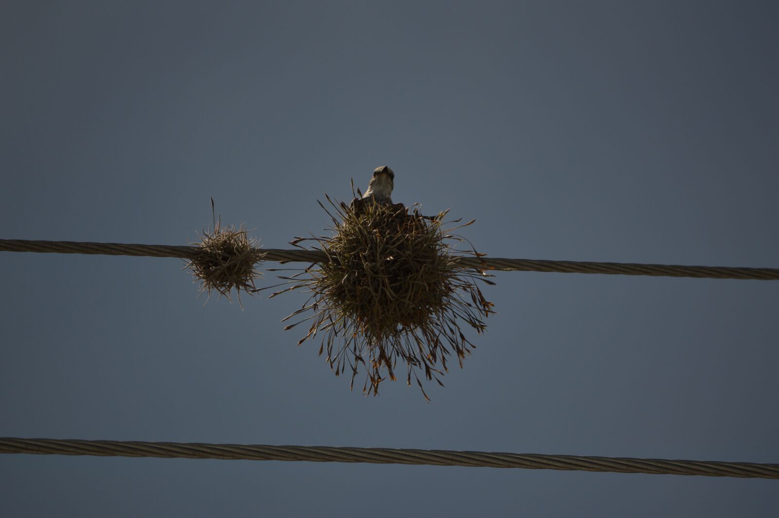 Nikon D3200 sample photo. Nest, ave, reproduction photography