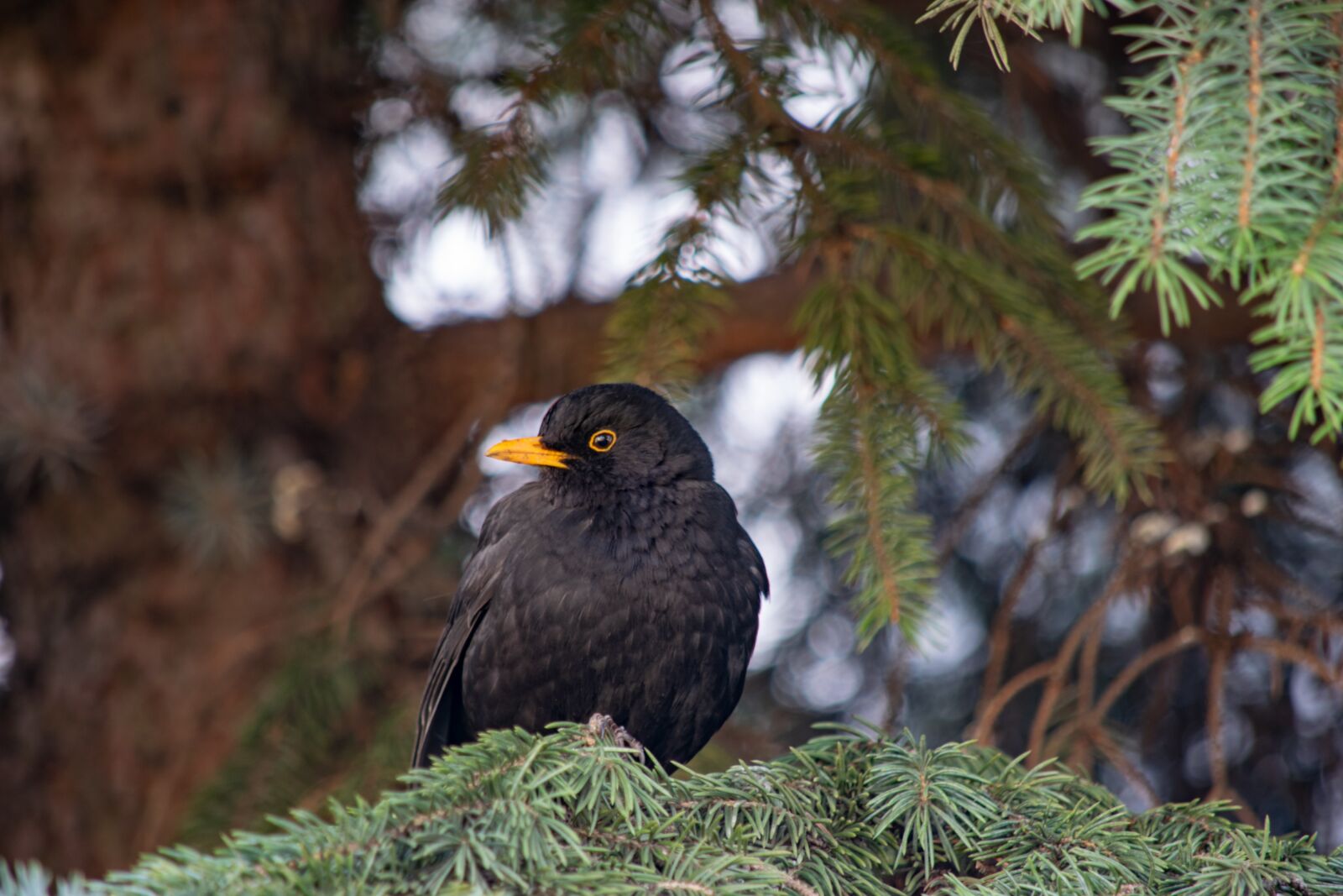 Nikon D3300 sample photo. Bird, nature, birds photography