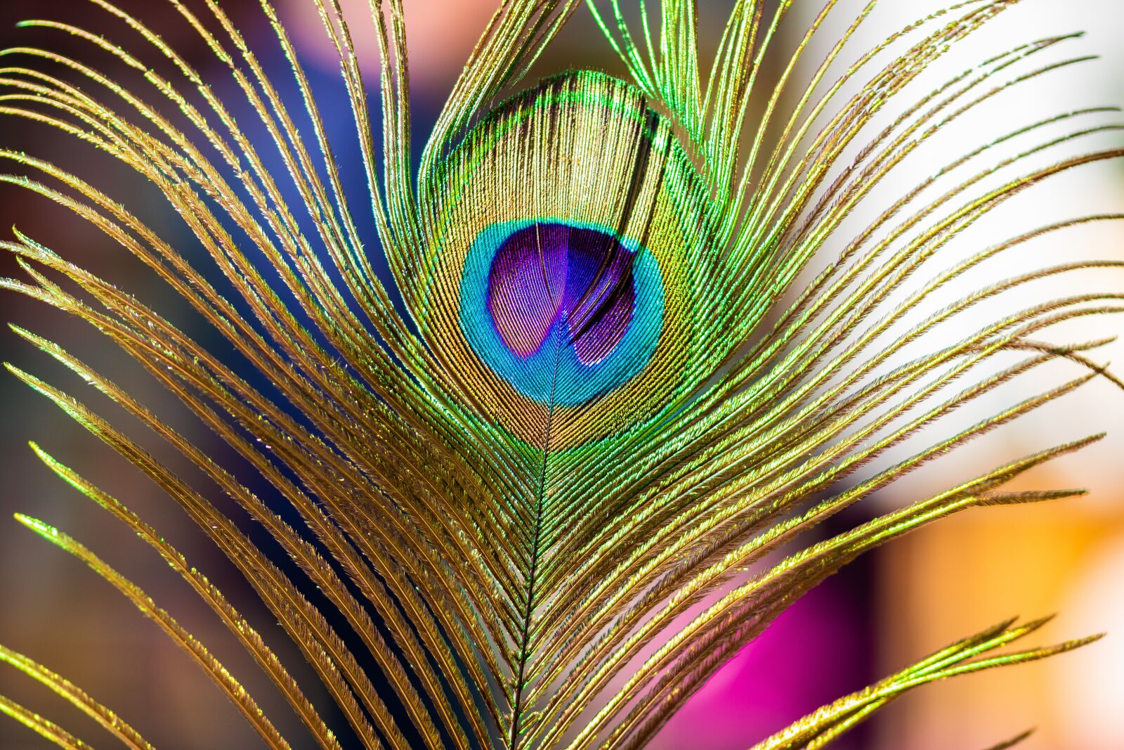 Canon EOS 80D sample photo. Peacock, peacock feathers, color photography