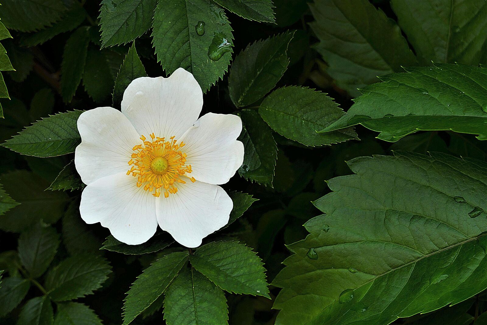 Panasonic Lumix DMC-FZ1000 sample photo. Wood anemone, blossom, bloom photography