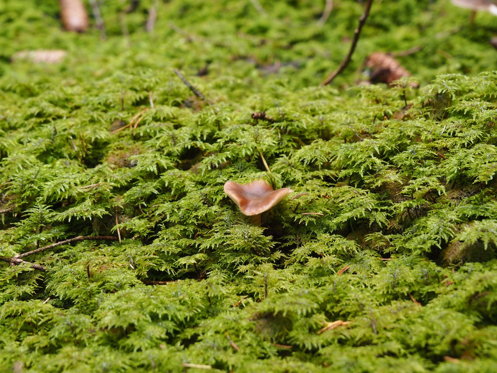 Olympus M.Zuiko Digital ED 14-150mm F4-5.6 II sample photo. Mushrooms, forest, mushroom photography