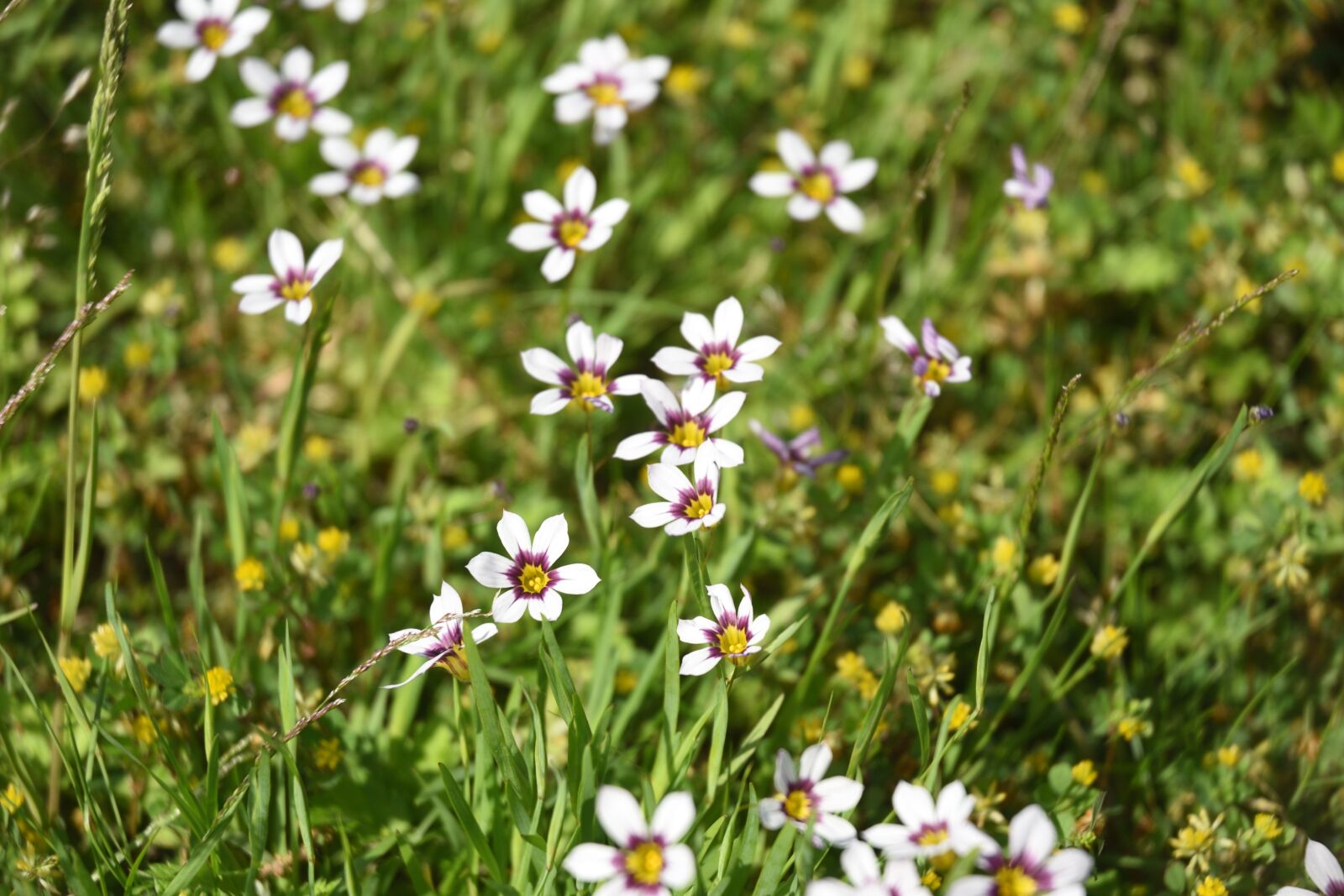 Nikon D750 sample photo. New zeki show, flowers photography