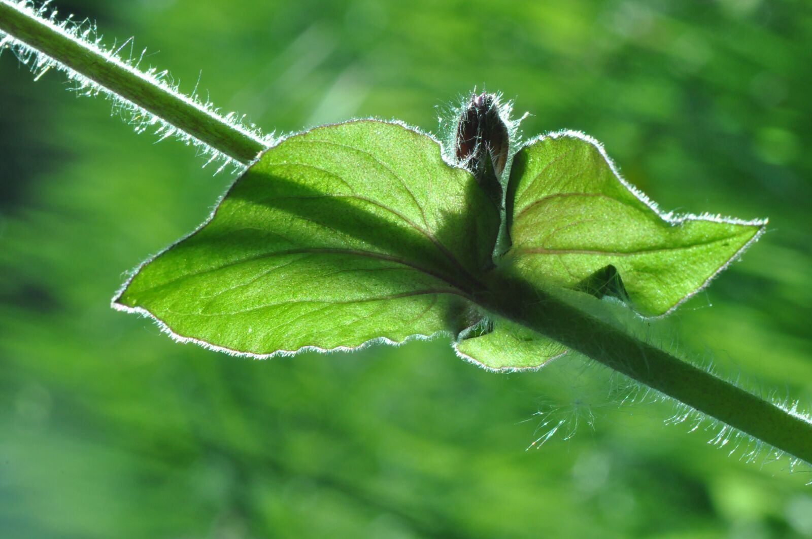 Nikon D90 sample photo. Leaf, stem, plant photography