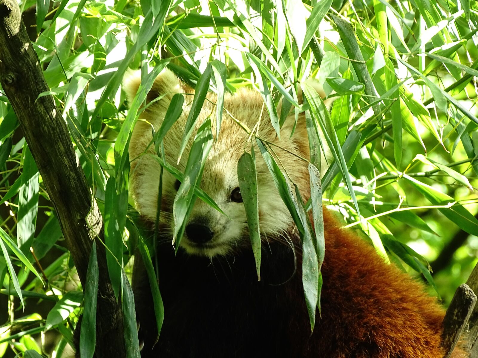 Sony Cyber-shot DSC-HX400V sample photo. Animal, panda, cute photography