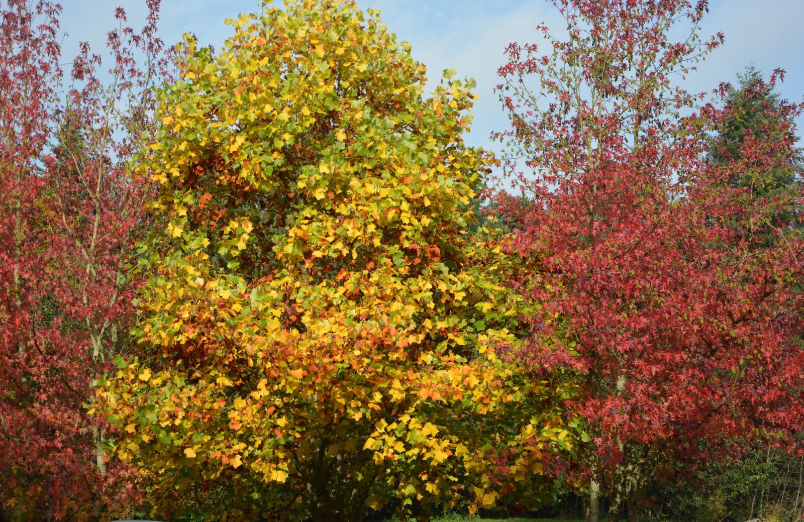 Nikon D5200 sample photo. Forest, trees, foliage color photography