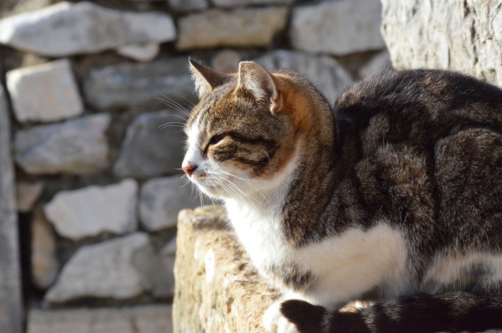 Nikon D7000 sample photo. Cat, cats, ephesus photography