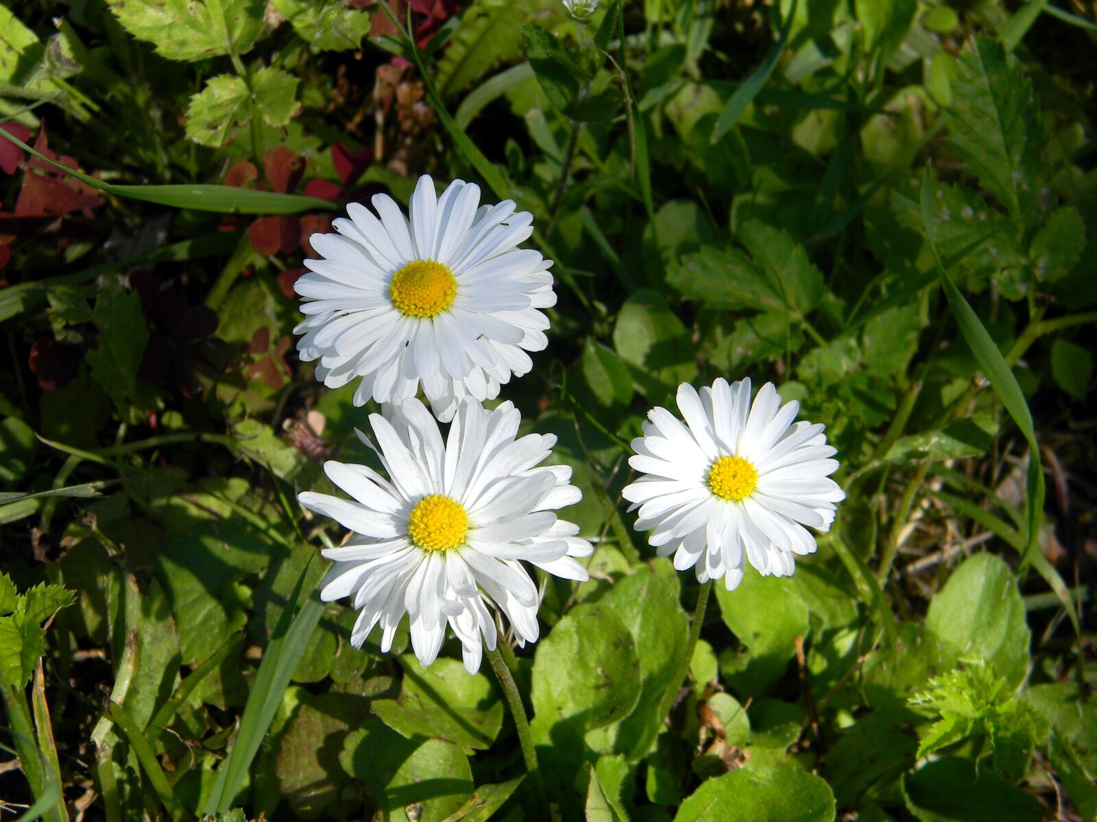 Nikon Coolpix L110 sample photo. Daisy, flower, white flowers photography