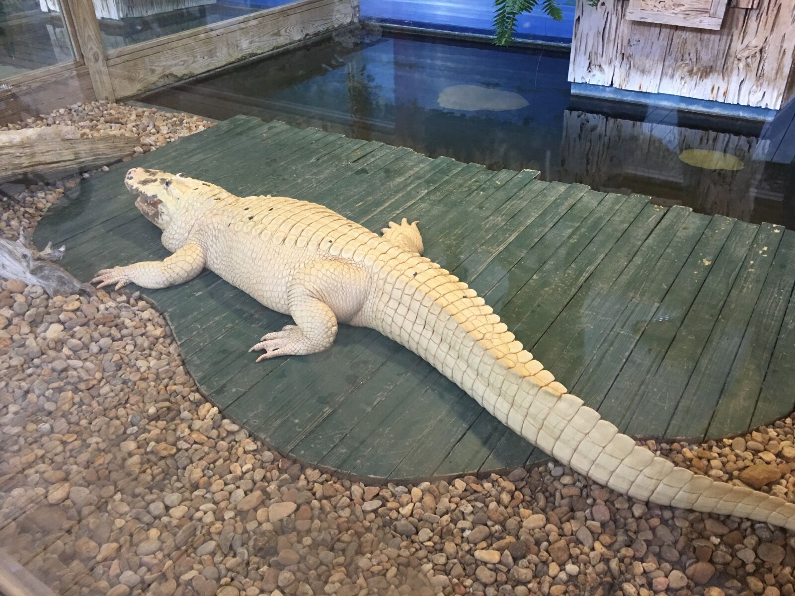 Apple iPhone 6s Plus sample photo. Albino, aligator, aligator photography
