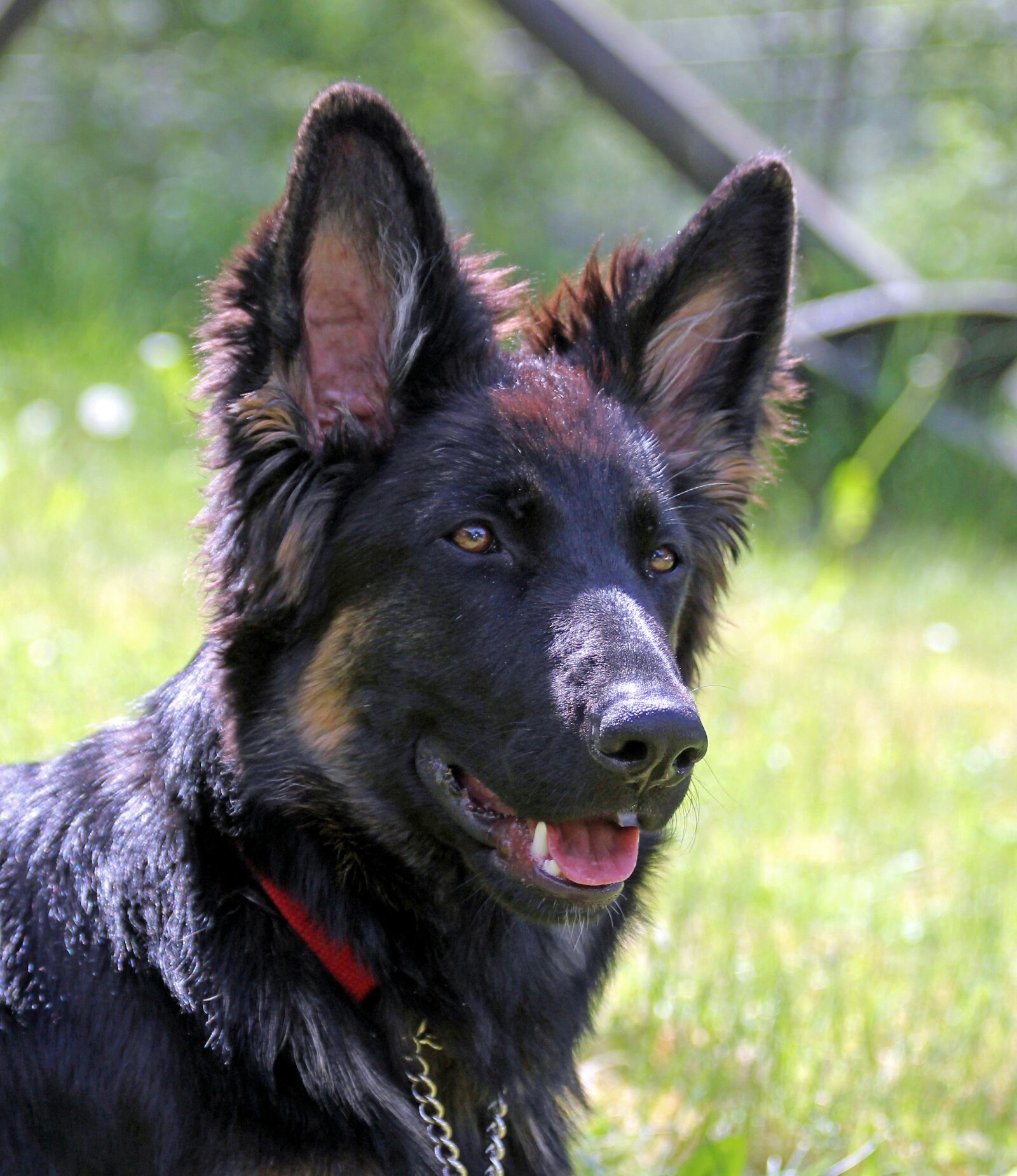 Canon EOS 550D (EOS Rebel T2i / EOS Kiss X4) sample photo. German shepherd dog, long-haired photography