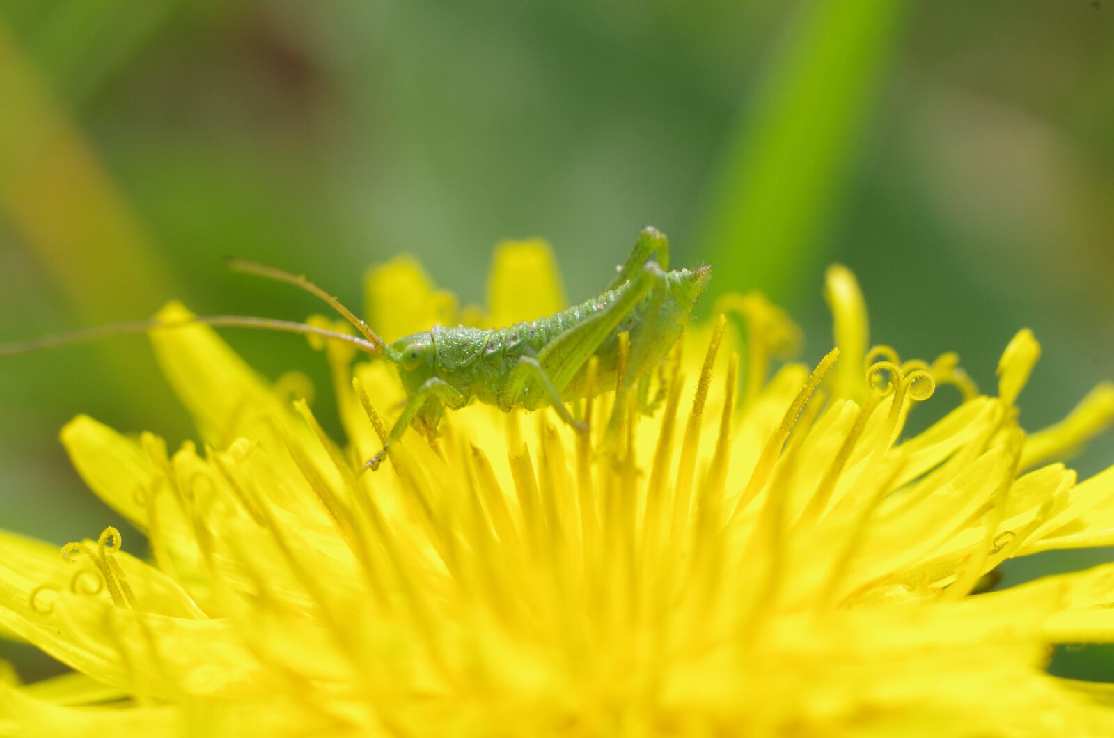 Pentax K-5 sample photo. Grasshopper, dandelion, flower photography