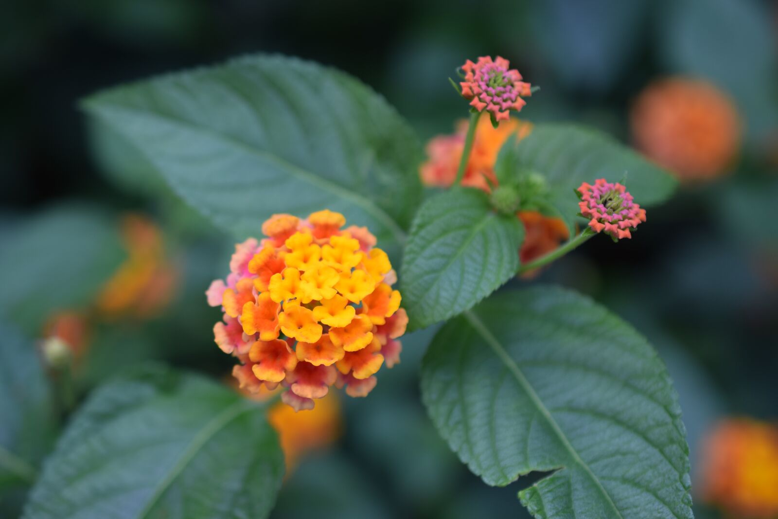 Nikon D3300 sample photo. Lantana camara, flower, nature photography