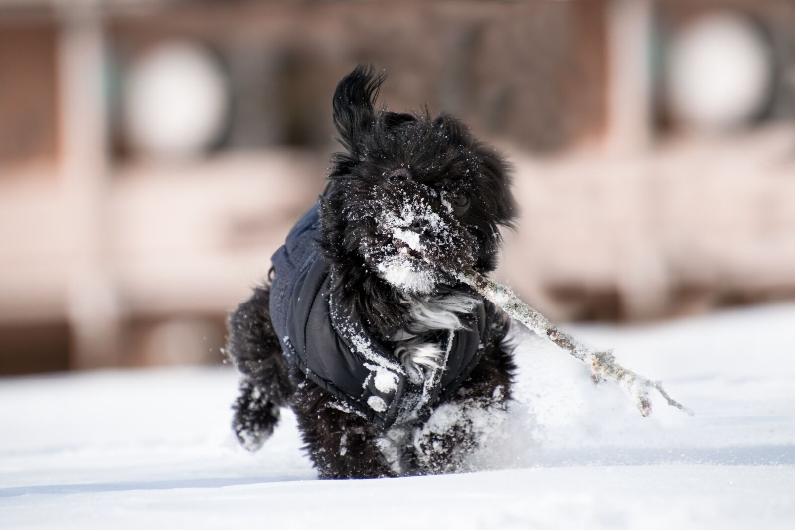 Nikon D3300 sample photo. Winter, snow, animal photography