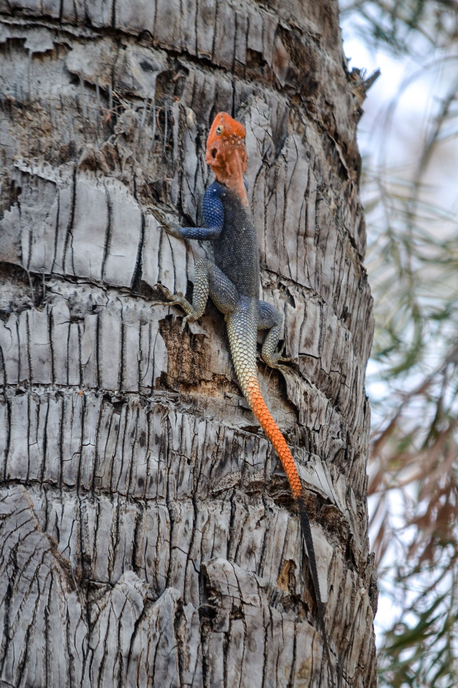 Nikon D3100 sample photo. The lizard, pom, reptile photography