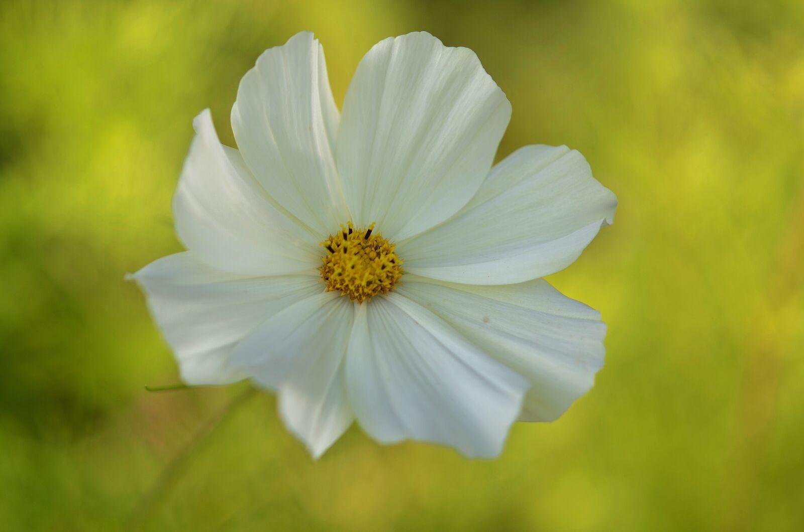 Nikon D7000 sample photo. Flower, natur, spring photography
