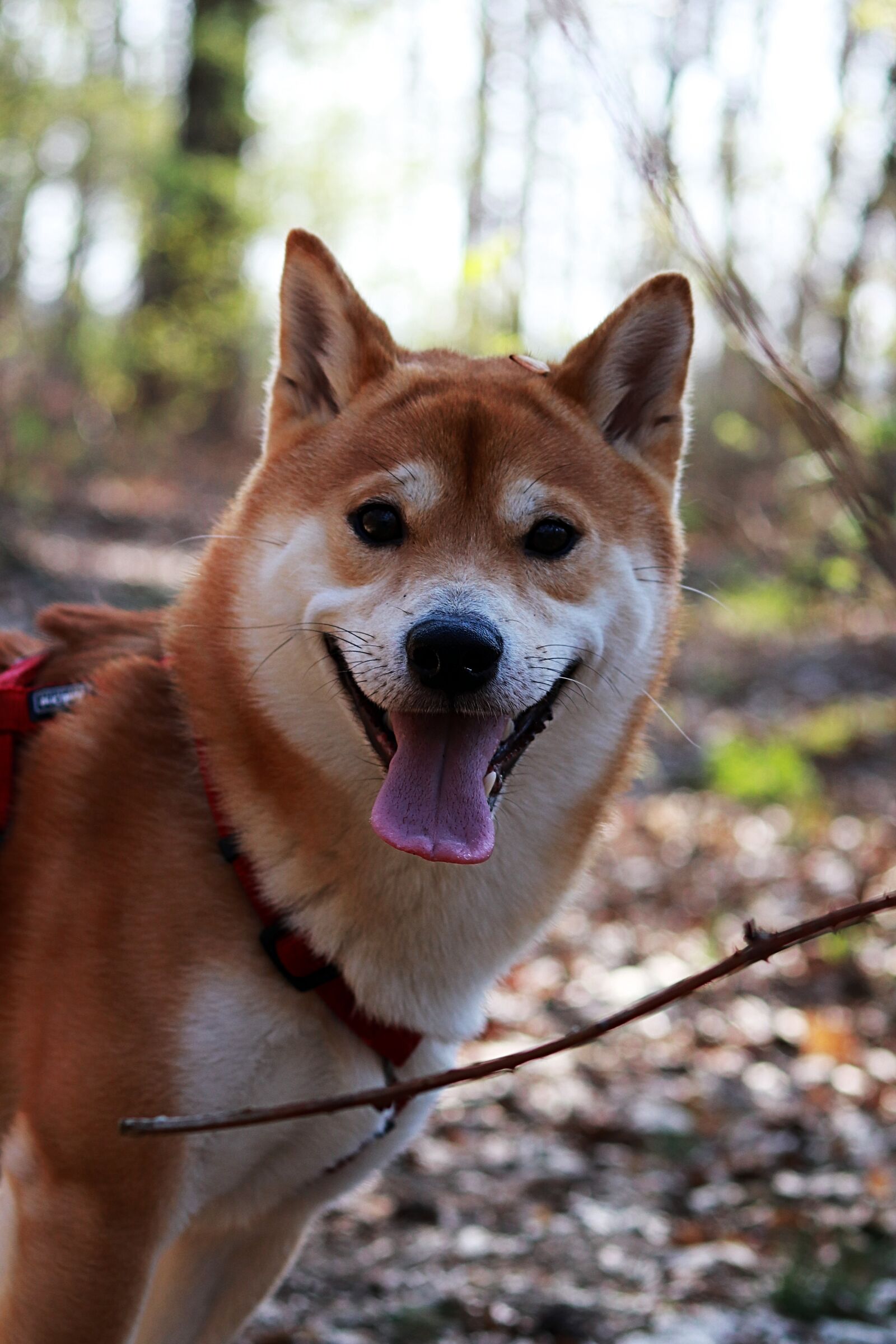 Canon EOS 200D (EOS Rebel SL2 / EOS Kiss X9) sample photo. Pet, dog head, dog photography