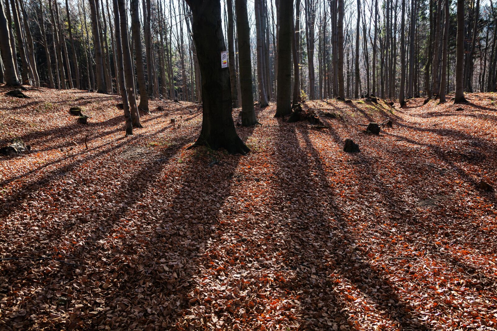 Nikon D7100 sample photo. Autumn, forest, nature photography