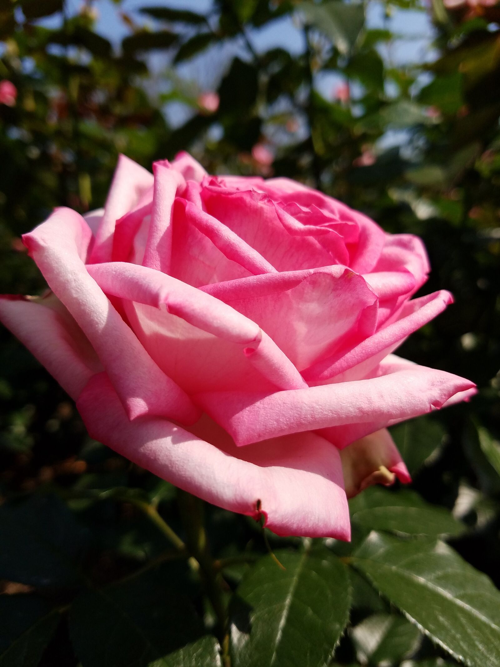 Samsung Galaxy S7 Edge sample photo. Rose, pink, flower photography