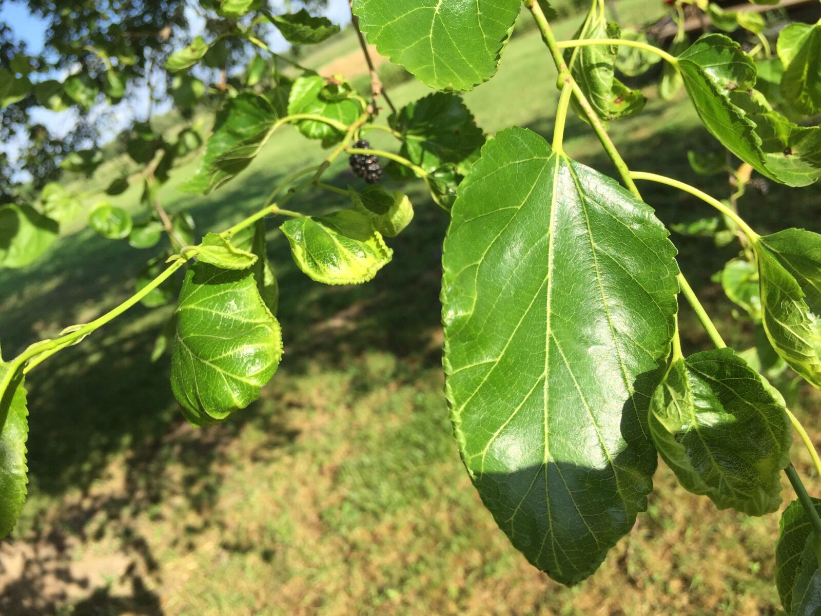 iPhone 6 back camera 4.15mm f/2.2 sample photo