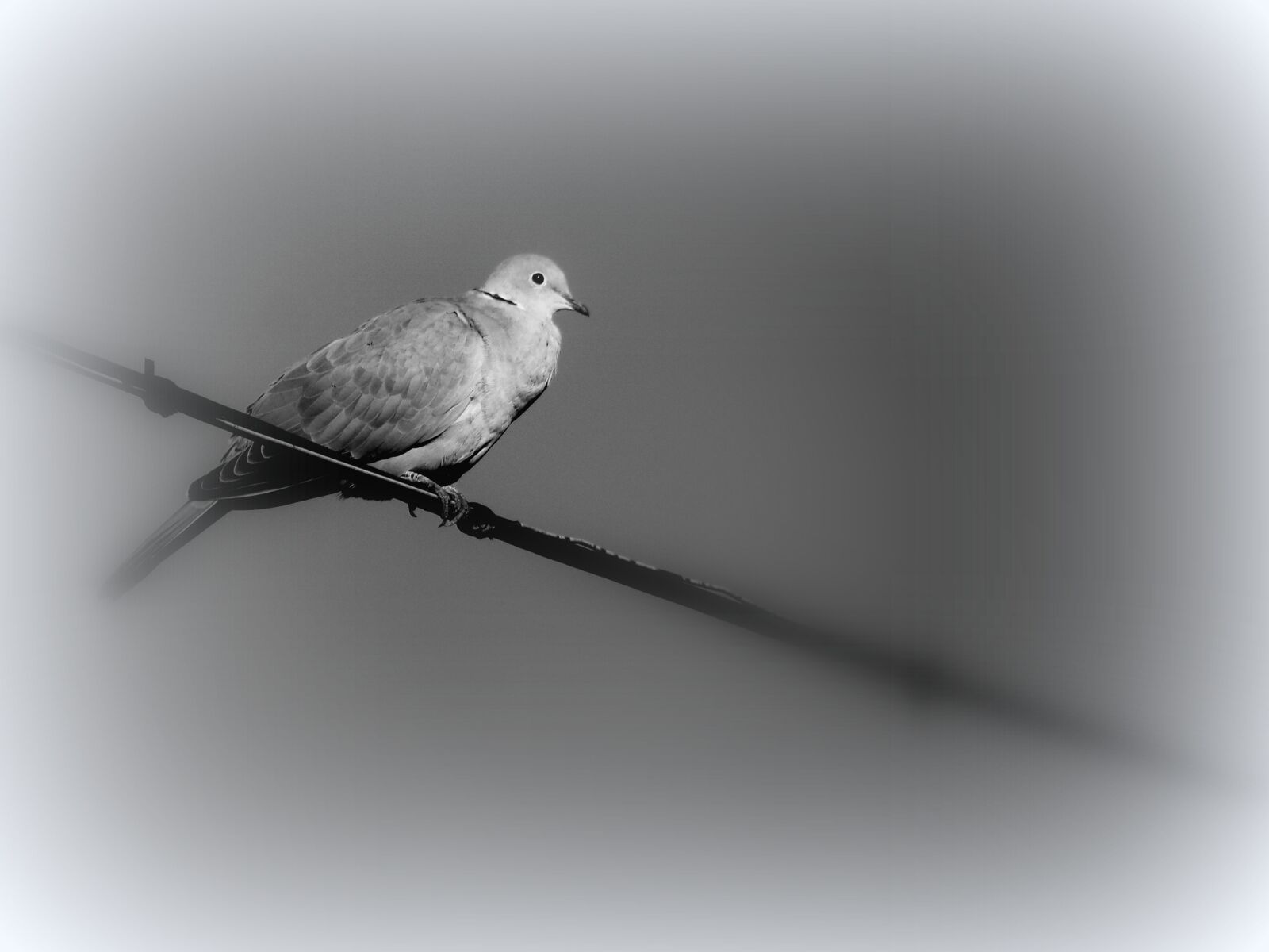 JK KODAK PIXPRO AZ421 sample photo. Dove, bird, sky photography