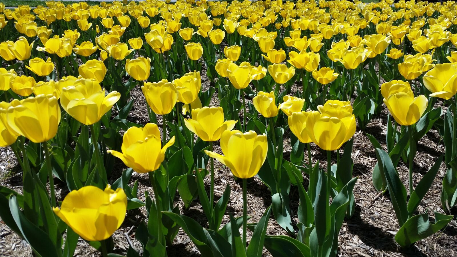 Samsung Galaxy S5 sample photo. Tulips, yellow, spring photography