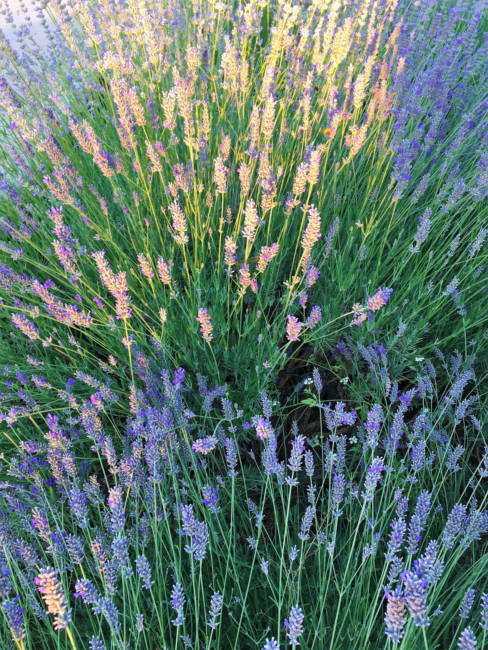 iPhone 6s back camera 4.15mm f/2.2 sample photo. Flowers, herbs, nature photography