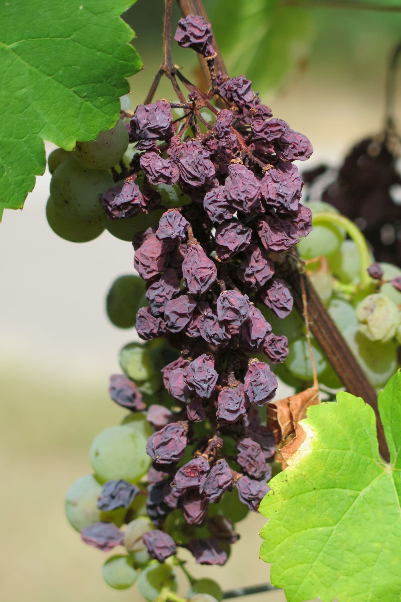 Canon PowerShot G16 sample photo. Grape, raisin, dry photography