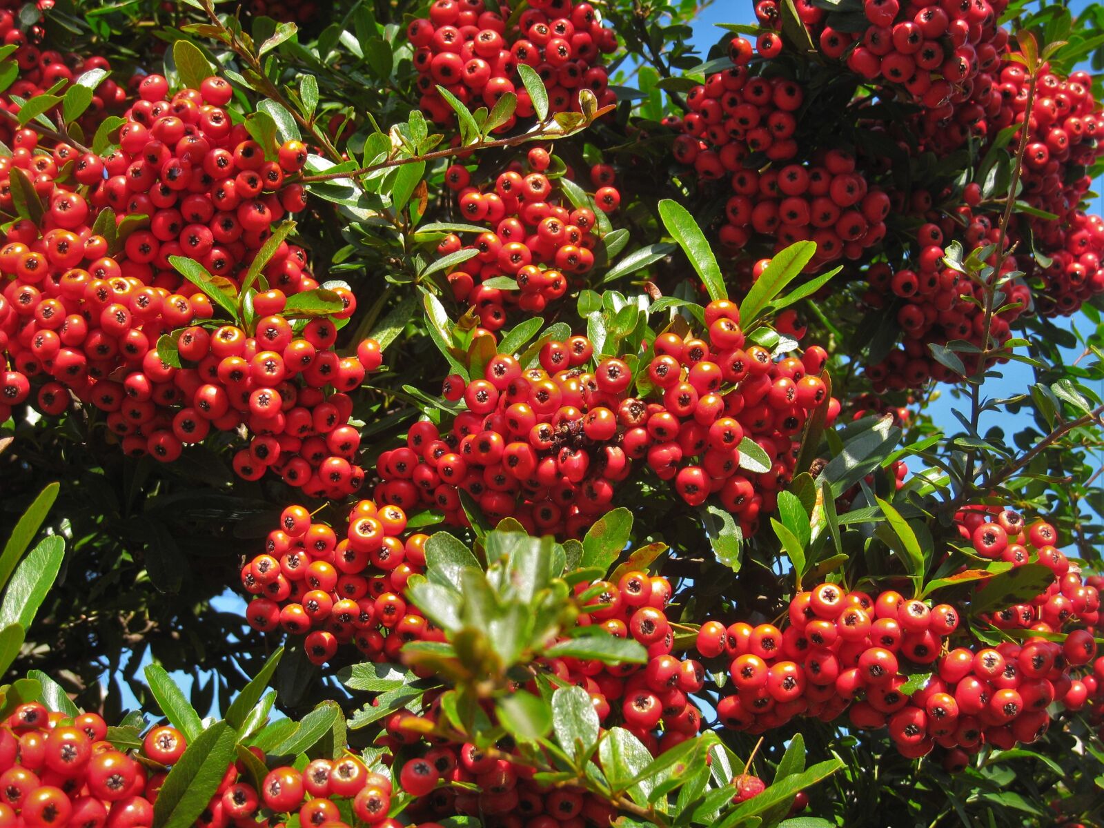 Canon IXY DIGITAL 910 IS sample photo. Pyracantha scan, december, winter photography
