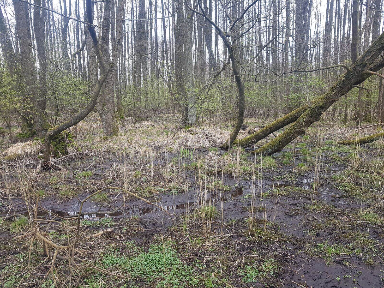 Samsung Galaxy S7 Edge sample photo. Forest, swamp, nature photography
