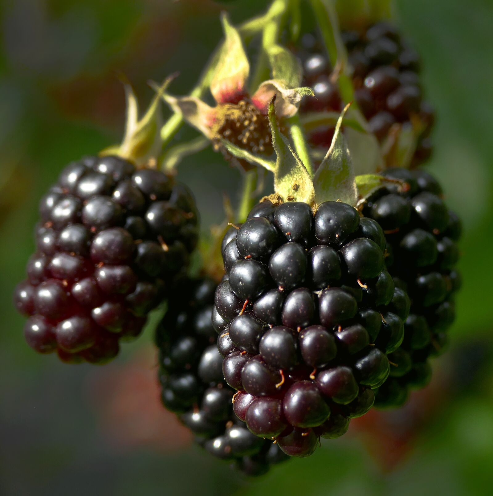 Panasonic Lumix DMC-FZ1000 sample photo. Blackberry, berries, fruit photography