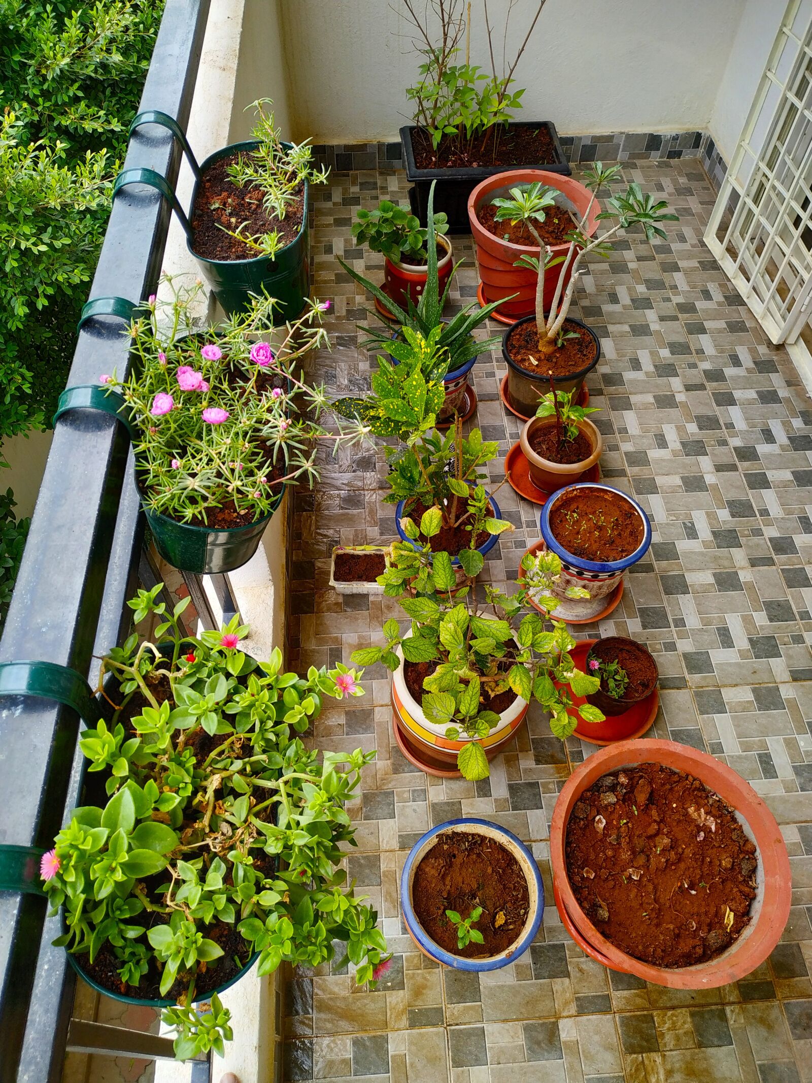 Xiaomi Redmi Note 6 Pro sample photo. Plants, balcony garden, pots photography