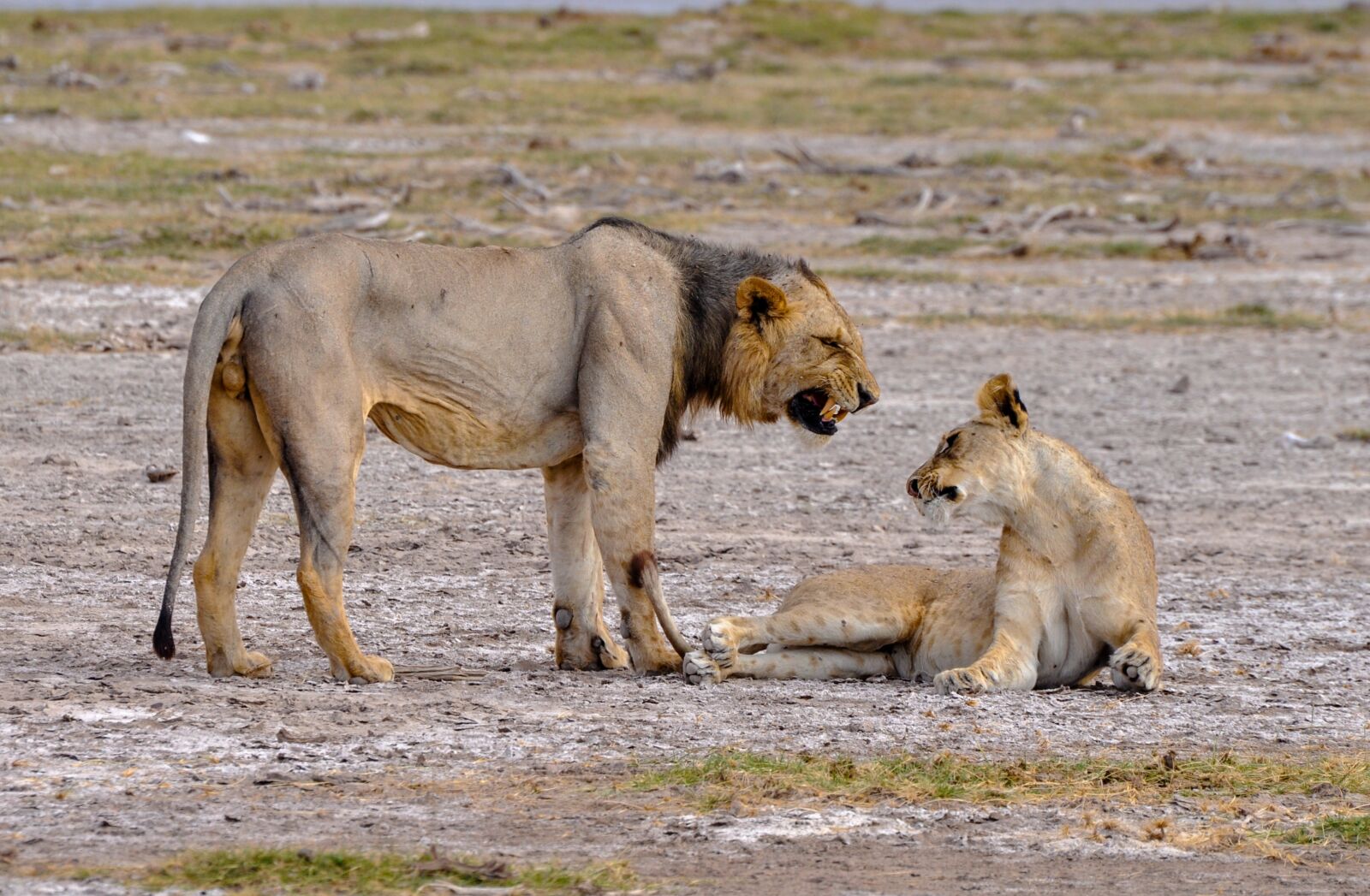 Nikon D5000 sample photo. Lion, lioness, pride photography