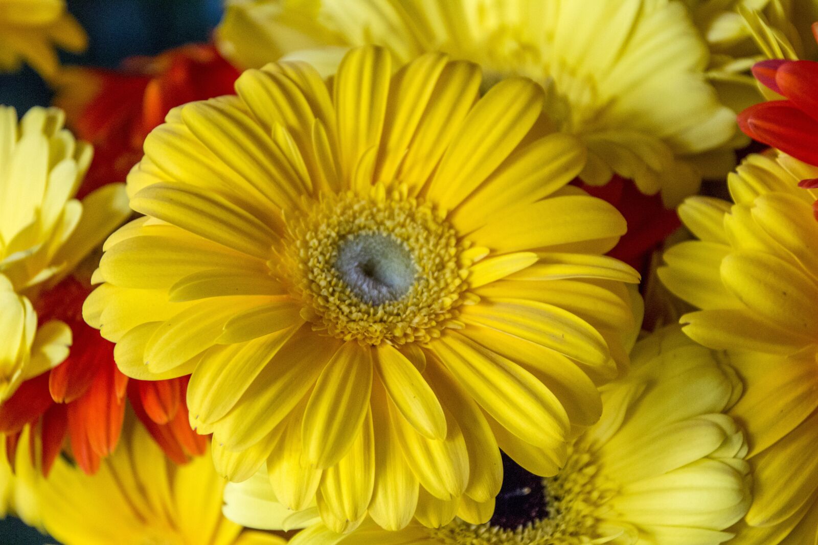 Canon EOS 700D (EOS Rebel T5i / EOS Kiss X7i) sample photo. Margaret, yellow, garden photography