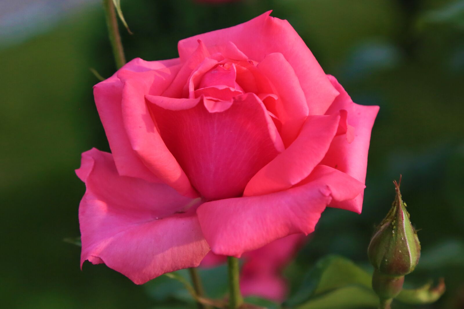 Canon EF 24-105mm F4L IS USM sample photo. Rose, spring, nature photography