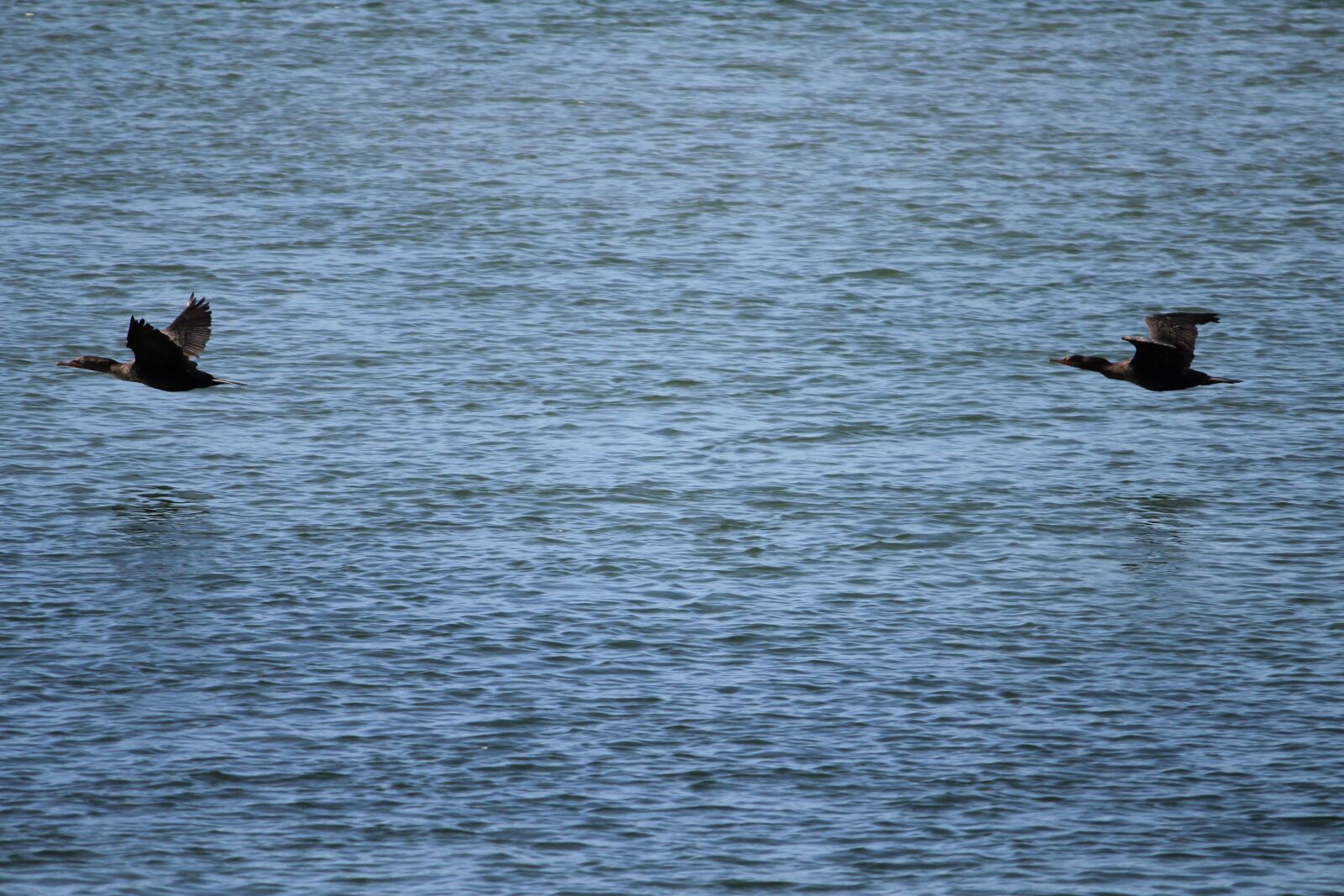 Canon EOS 550D (EOS Rebel T2i / EOS Kiss X4) sample photo. Birds flying, flying, animals photography