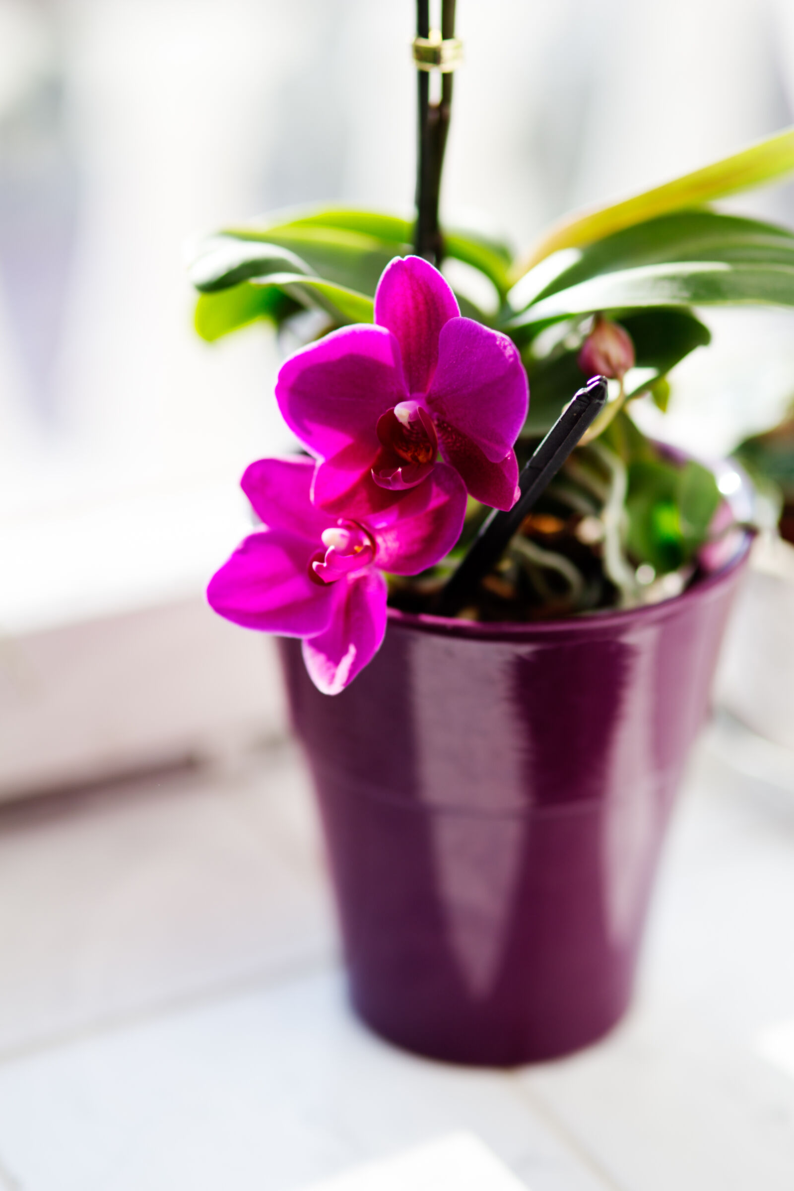 Sigma 85mm F1.4 EX DG HSM sample photo. Pink, orchid photography