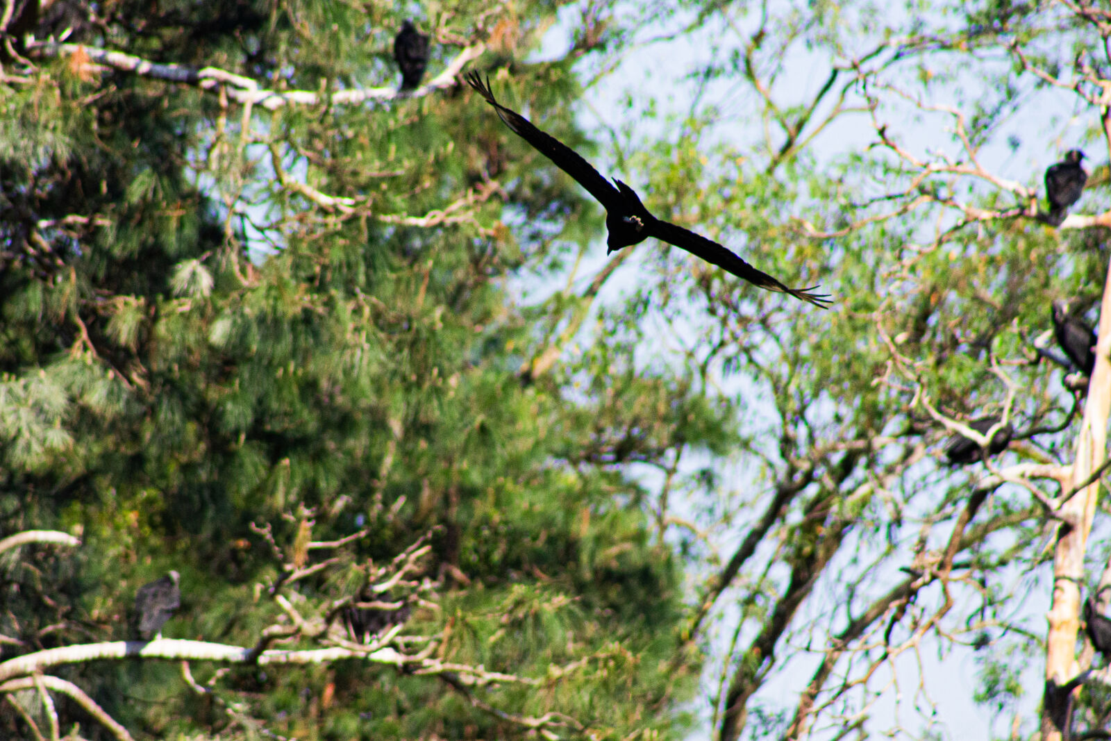 Canon EF 75-300mm f/4-5.6 sample photo
